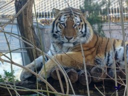 Tiergarten Schönbrunn am 27.01.2026